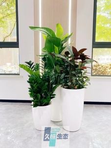 南京写字楼办公室公共区域走道绿植租摆高中低搭配