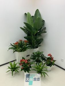 南京办公室花卉绿植租摆简约组合